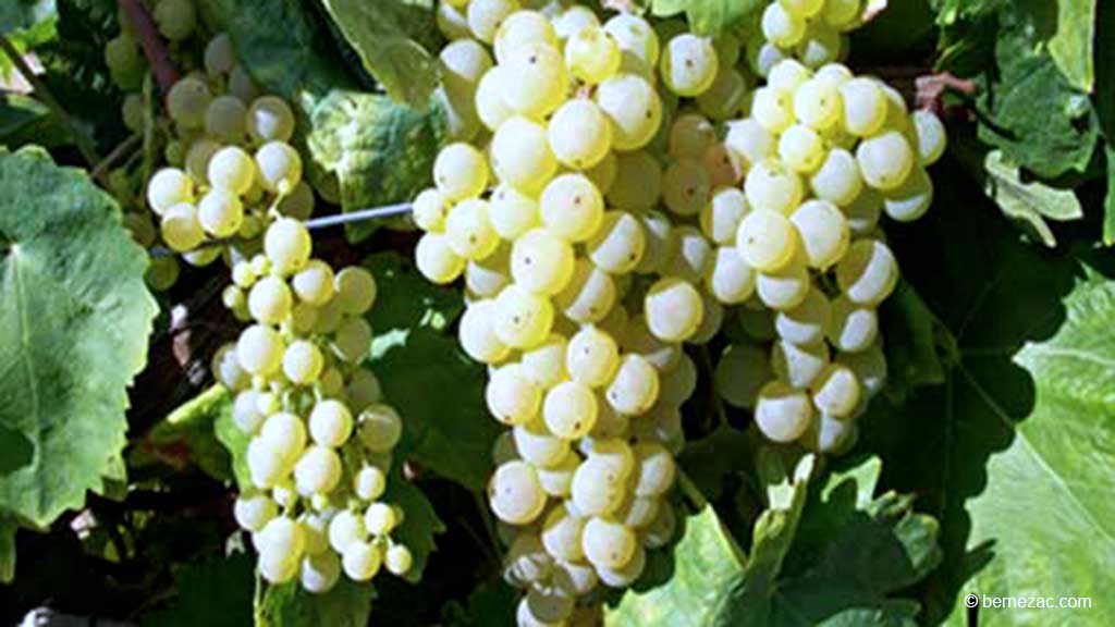 vigne et raisins blancs du vignoble charentais